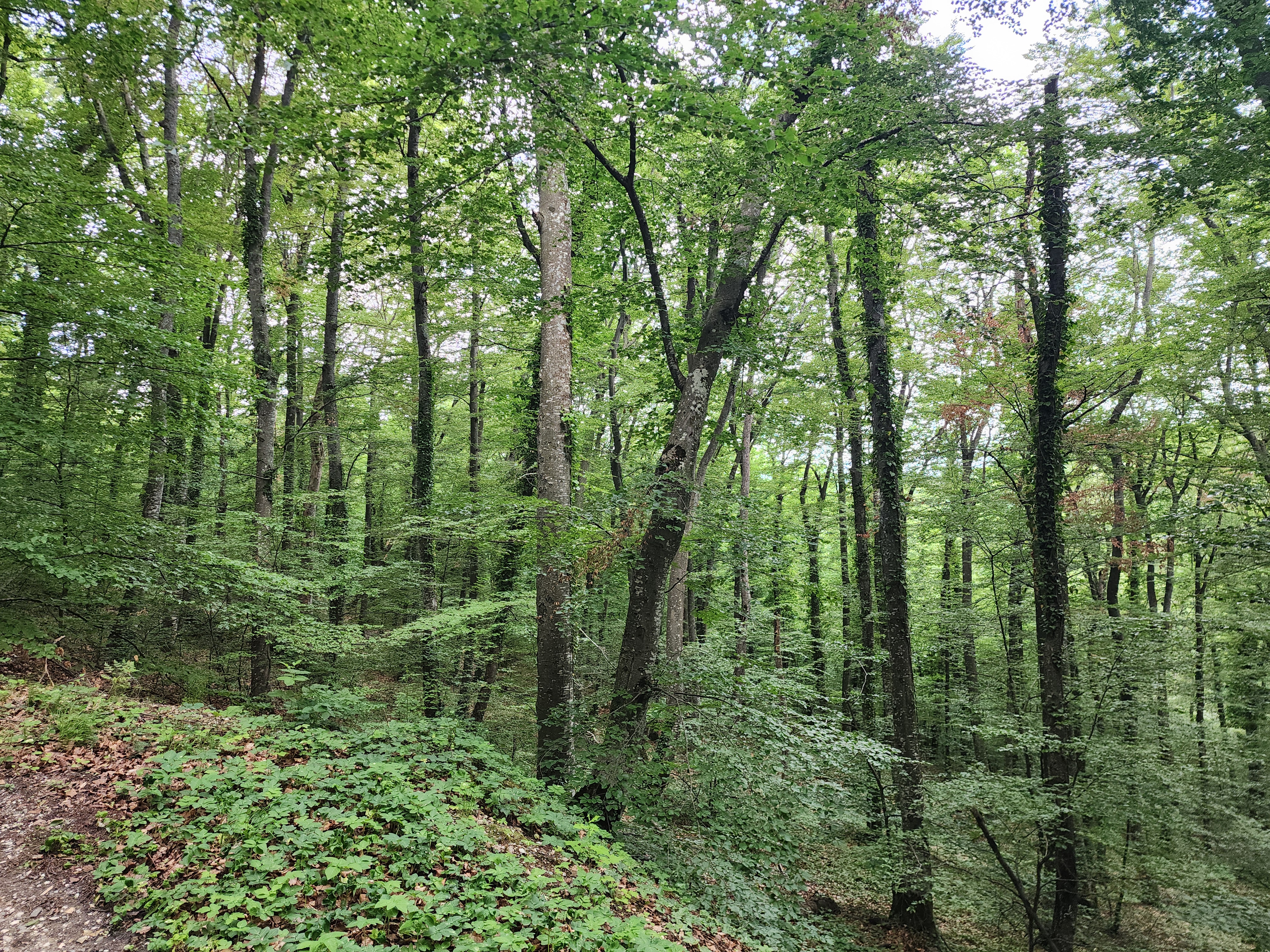 Mature beech forest within a project landscape